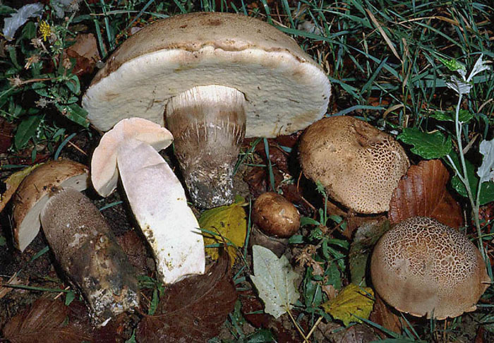 Un leccinum particolare